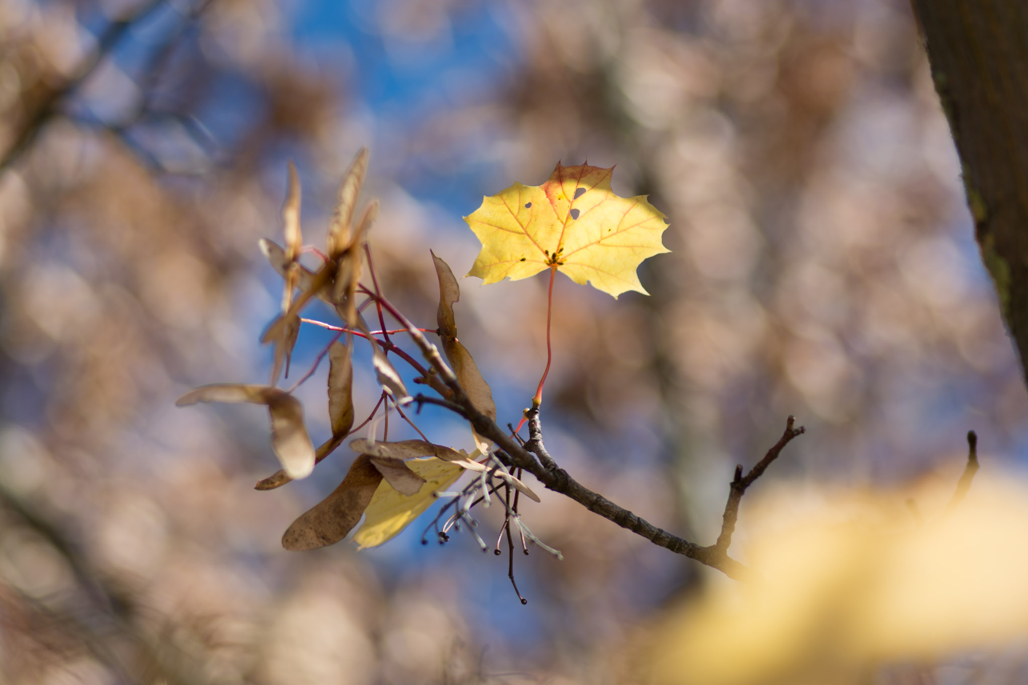 Herbst in Wurmlingen